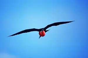 Frigatebirds: Great Frigatebird - in flight, inflated throat pouch