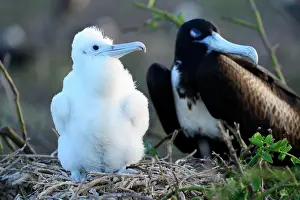 Seymour: Great Frigatebird (Fregata minor), chick and female