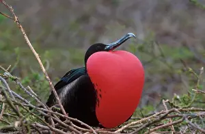Frigatebirds: Great Frigatebird (Fregata minor), male with inflated