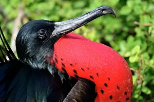 Minor: Great Frigatebird (Fregata minor), male, with inflated