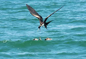 Frigatebirds: Great Frigatebird (Fregata minor ridgwayi) female