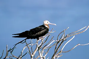 Frigatebirds: Great Frigatebird - immature