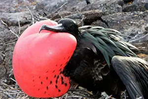 Frigatebirds: Great Frigatebird - with inflated throat
