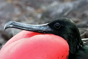 Frigatebirds: Great Frigatebird - with inflated throat