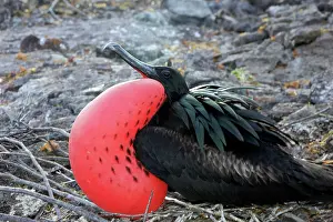 Frigatebirds: Great Frigatebird - with inflated throat