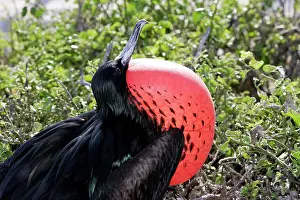 Frigatebirds: Great Frigatebird - with inflated throat