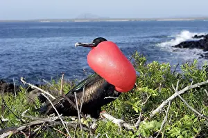 Frigatebirds: Great Frigatebird - with inflated throat