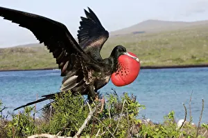 Frigatebirds: Great Frigatebird - with inflated throat