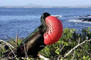 Frigatebirds: Great Frigatebird - with inflated throat