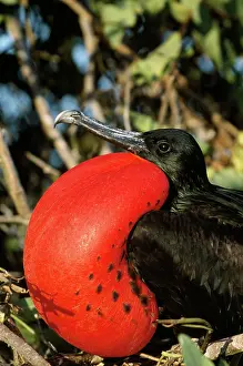 Frigatebirds: Great Frigatebird - inflated throat pouch
