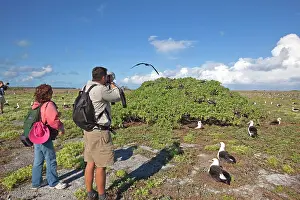 Fregata: Great Frigatebird and Laysan Albatross (Phoebastria