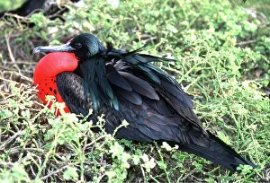 Frigatebirds: Great FRIGATEBIRD - male