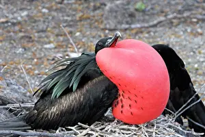 Frigatebirds: Great Frigatebird. Male displaying, inflated throat