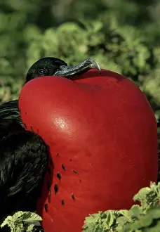 Frigatebird: Great Frigatebird - male with inflated throat pouch