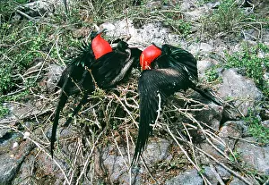 Frigatebirds: Great Frigatebird - two males courting the same female