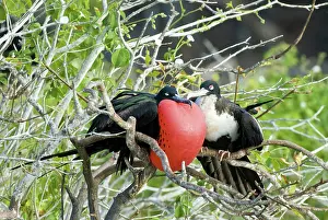 Frigatebirds: Great frigatebird pair
