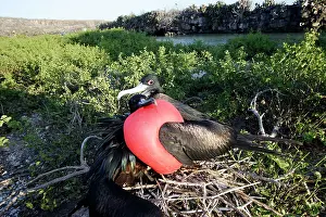Frigatebirds: Great Frigatebird - pair at nest