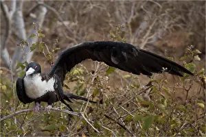 Seymour: Great Frigatebird - showing massive wing compared