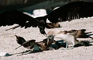 Stealing: Great Frigatebird - trying to steal food as a Blue-footed