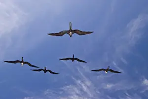 Frigatebirds: Great frigatebirds