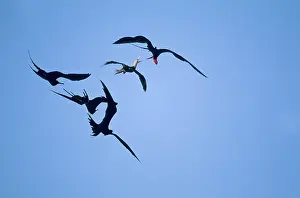 Frigatebirds: Great Frigatebirds - chasing Red Footed Booby (Sula sula)