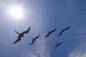 Frigatebirds: Great frigatebirds soaring