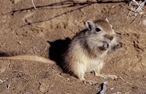 Pakistan: Great GERBIL - Distribution: Caspian Sea, Pakistan, Sinkiang