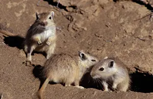 Pakistan: Great GERBILS - Distribution: Caspian Sea, Pakistan