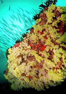 Barracudas: Great / Giant Barracudas by colorful Soft Corals