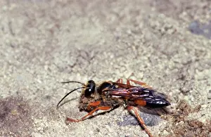 Digger: Great Golden Digger Wasp