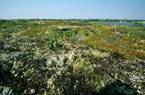 Apricaria: Great Golden Plover - eggs in nest