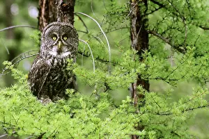 Waterton: Great Gray Owl