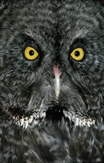 Vision: Great Gray Owl