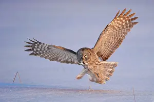 Disk: Great Gray Owl