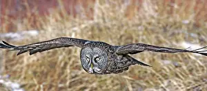 Focused: Great Gray Owl in flight low over ground, approaching