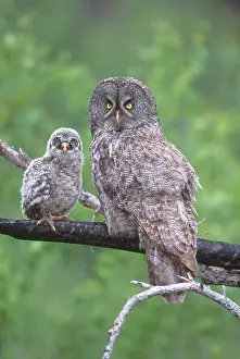 Saskatchewan: Great Gray Owl Mother & Chick