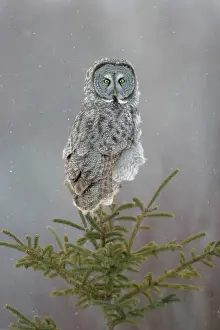 Inches: Great Gray Owl - Standing 27 in tall with a wingspan