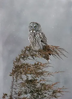 Inches: Great Gray Owl - Standing 27 in tall with a wingspan