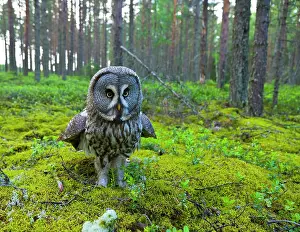 Nebulosus: Great Gray Owl (Strix nebulosa) flooring, Finland
