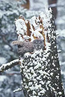 Snag: Great gray owl (Strix nebulosa) on nest. Rocky