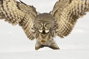 Hunt: Great great grey owl (Strix nebulosa), adult female, in