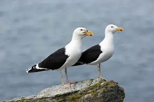 Marinus: Great / Greater Black-backed Gull