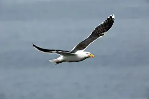 Marinus: Great / Greater Black-backed Gull