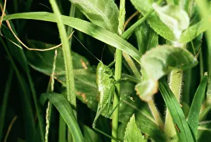 Viridissima: Great Green Bush-Cricket
