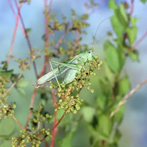 Viridissima: Great Green Bush Cricket
