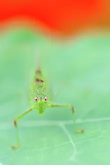 Indeterminate: Great Green Bush-cricket