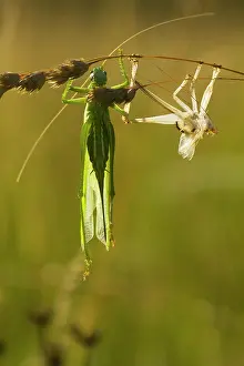 Exuviae: Great Green Bush-cricket