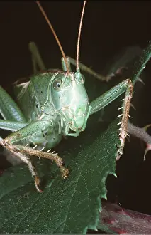 Cricket: Great Green Bush-Cricket