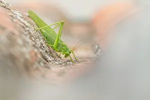 Cricket: Great Green Bush-Cricket - adult female on a roof