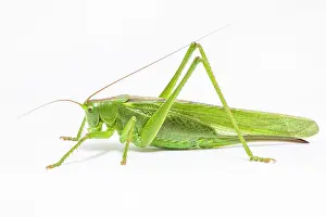 Cricket: Great Green Bush-Cricket - adult female over white